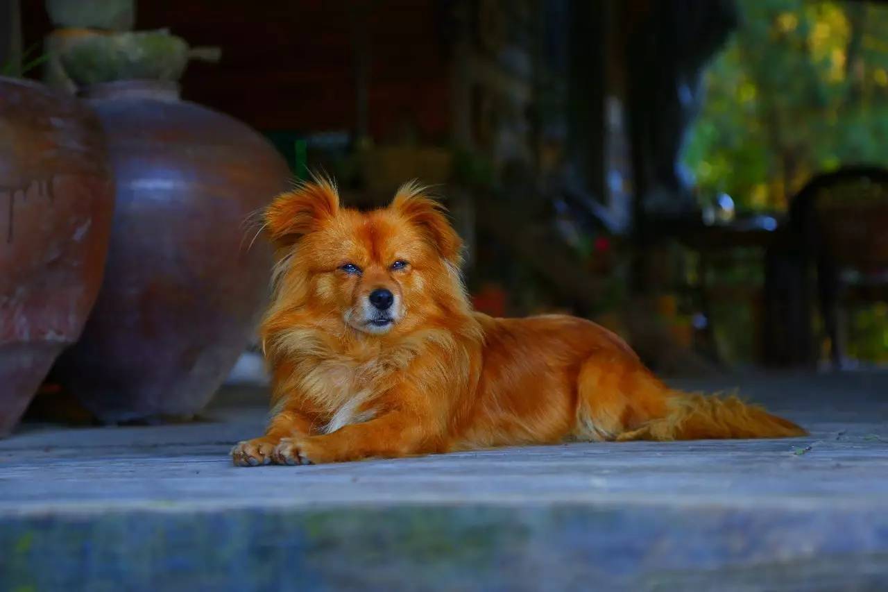 大來山樹屋民宿，喚醒古老村莊留住青山綠水