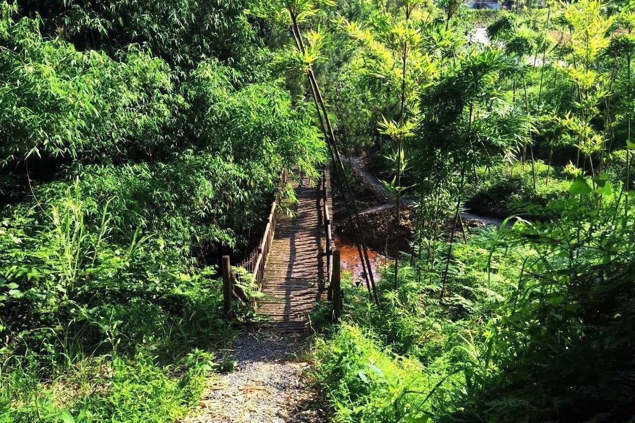 大來山樹屋民宿，喚醒古老村莊留住青山綠水