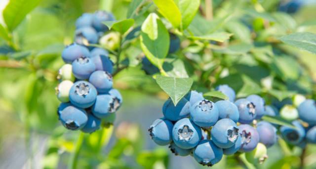 大來山樹屋民宿，喚醒古老村莊留住青山綠水