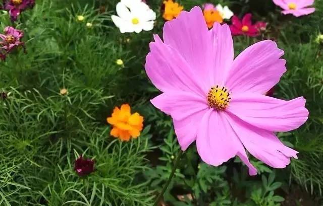 大來山樹屋民宿，喚醒古老村莊留住青山綠水