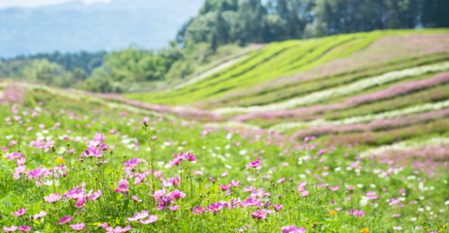 大來山樹屋民宿，喚醒古老村莊留住青山綠水
