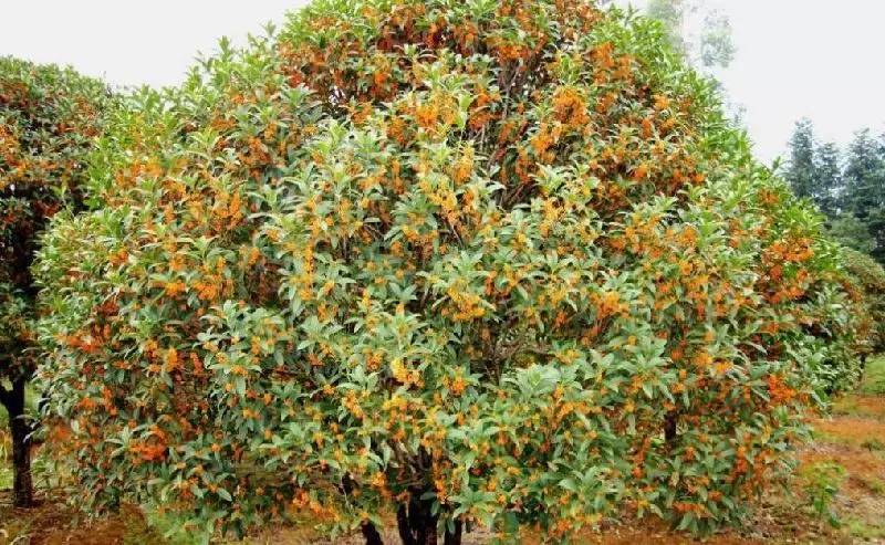 大來山樹屋民宿，喚醒古老村莊留住青山綠水