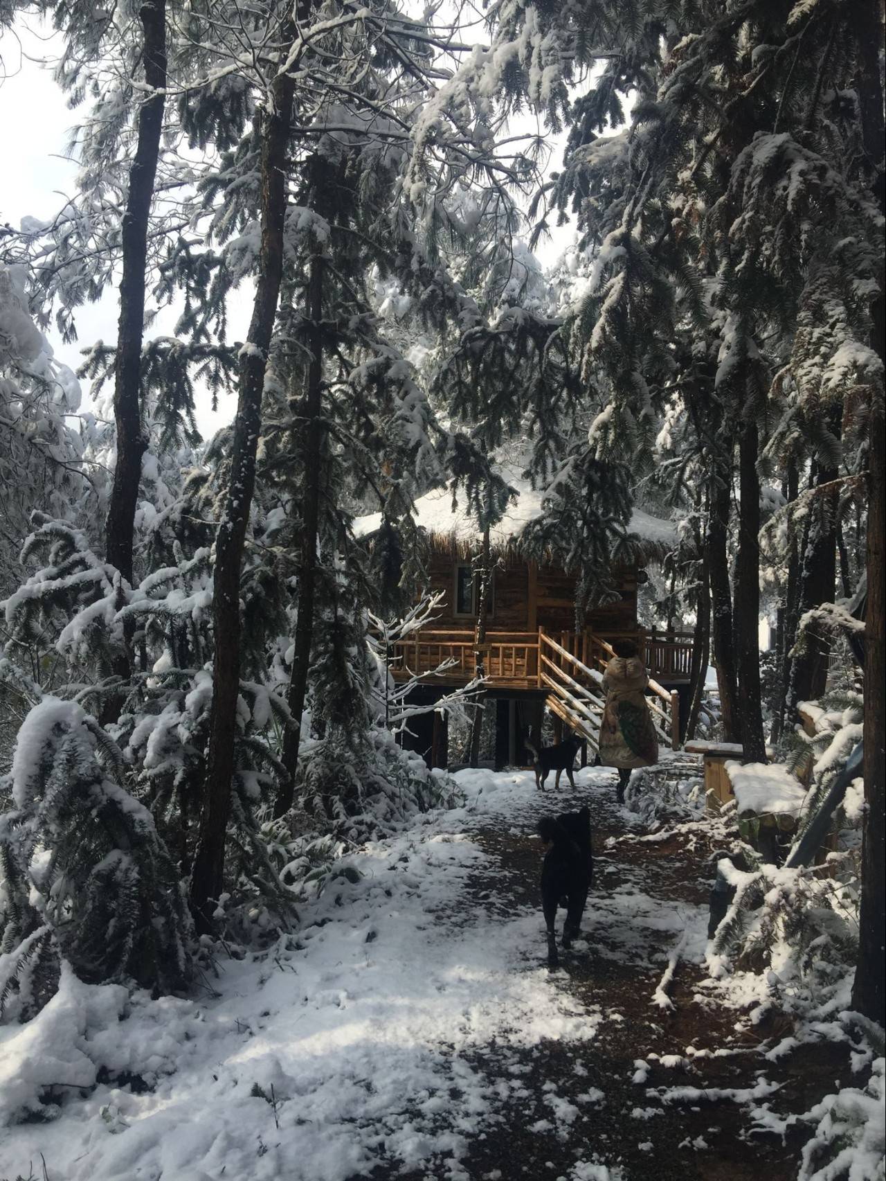 大來山樹屋民宿，喚醒古老村莊留住青山綠水