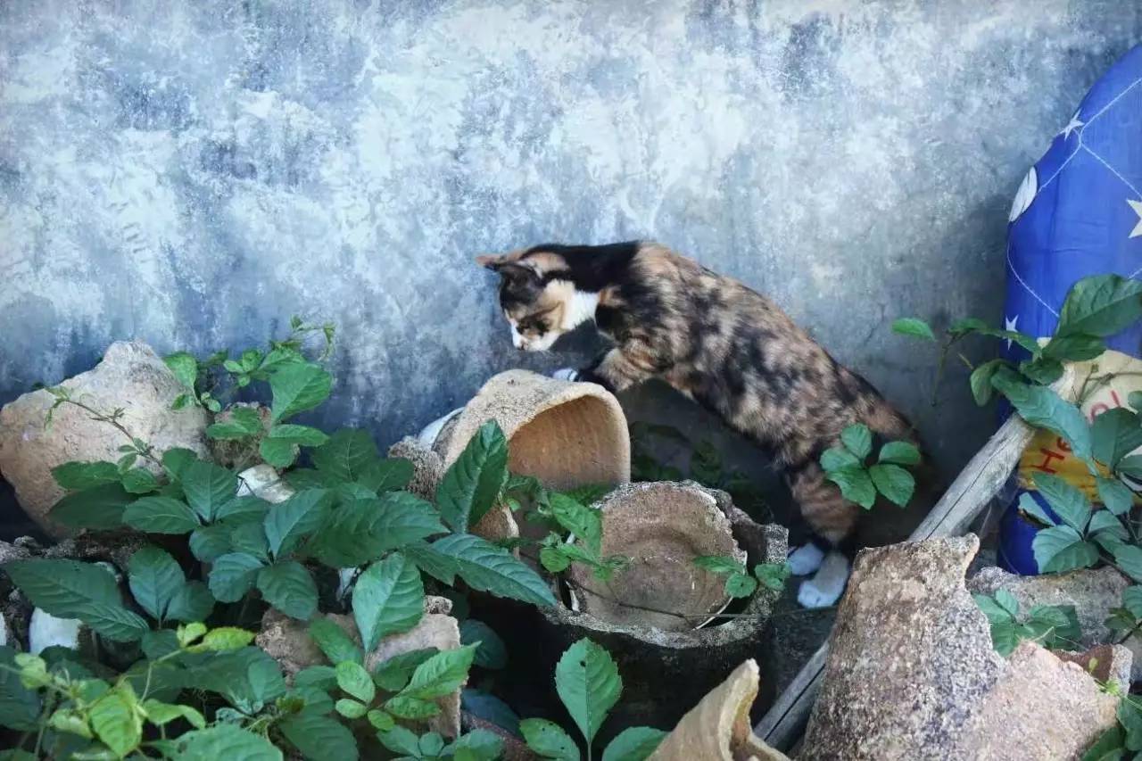 荒無舍民宿，山腳下日出而作日落而息