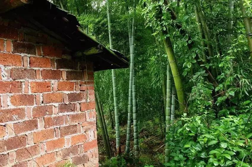 荒無舍民宿，山腳下日出而作日落而息