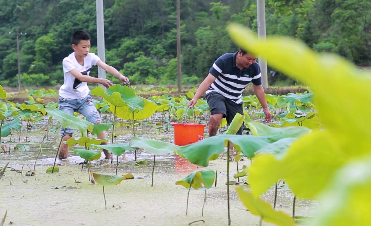 新安江畔谷掌民宿，莊園里享受青山環(huán)繞的美景