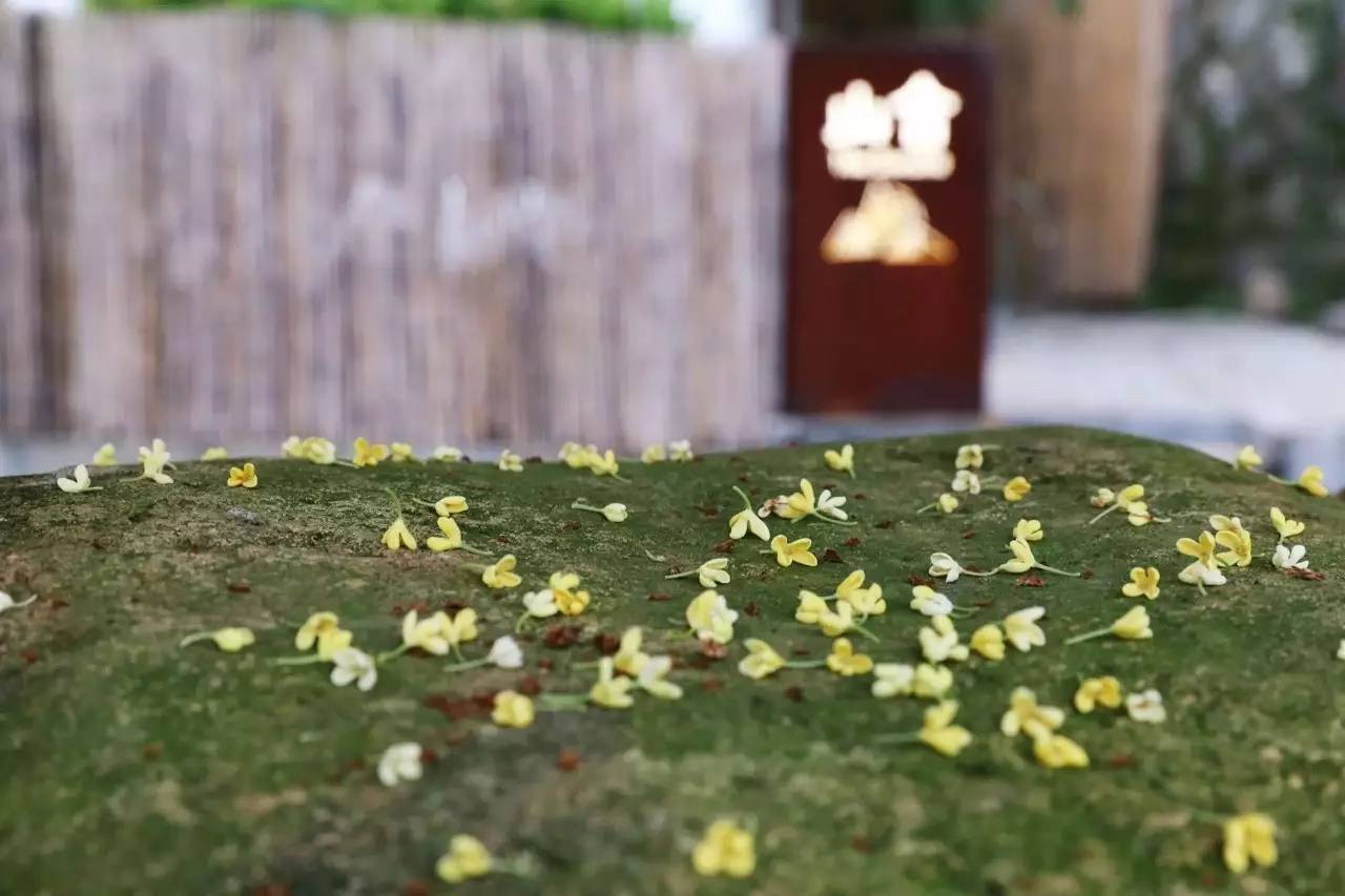 杭州山舍民宿，喝一壺茶聞桂花十里飄香