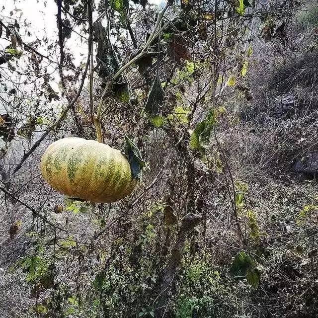 北京姥姥家民宿，聽(tīng)故事感受自在的心靈時(shí)光