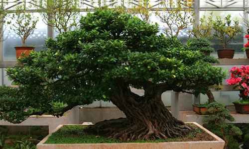 徽派盆景，民族優(yōu)秀的工藝美術(shù)品