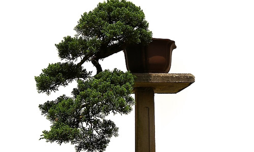 徽派盆景，民族優(yōu)秀的工藝美術(shù)品