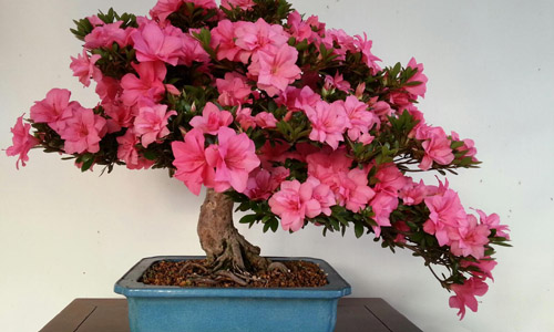 徽派盆景，民族優(yōu)秀的工藝美術(shù)品