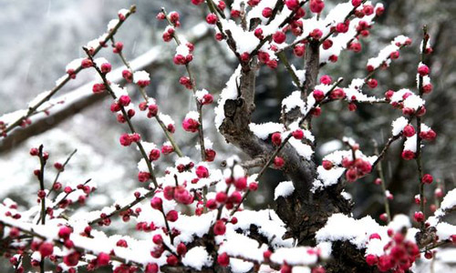 徽派盆景，民族優(yōu)秀的工藝美術(shù)品