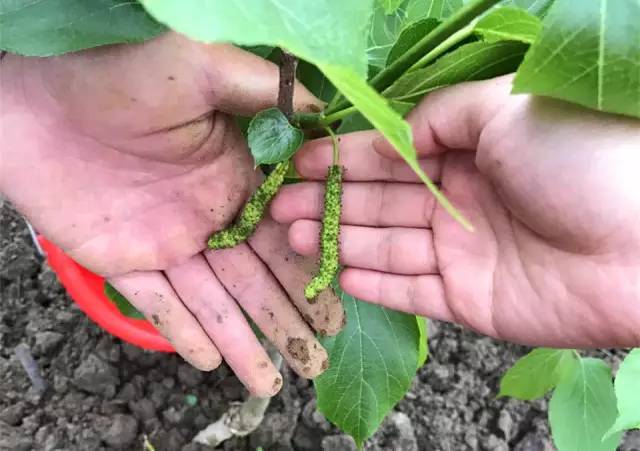 天堂山鄉(xiāng)愛樹民宿，古色古香的童話小鎮(zhèn)