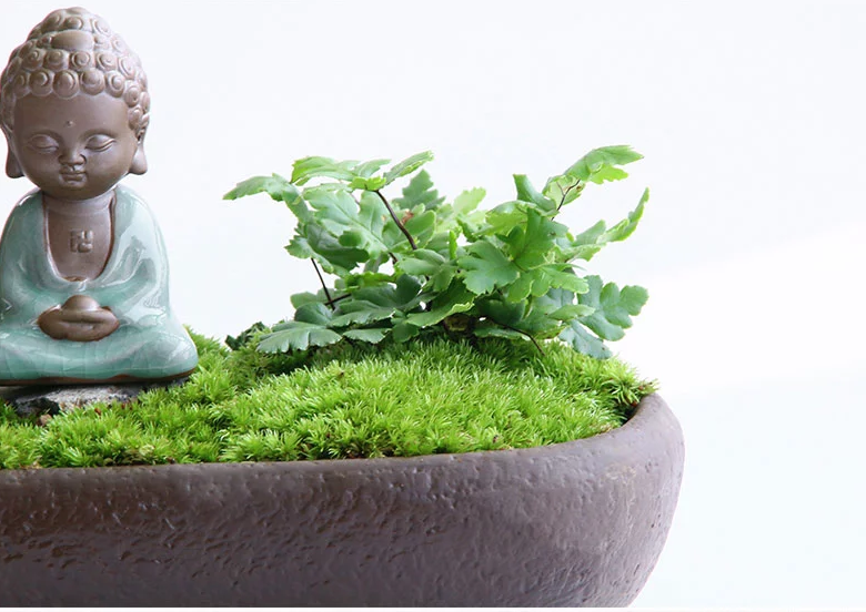 禪意桑榆樹組合盆栽，菖蒲綠植盆景圖片