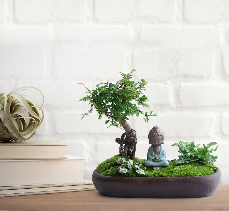 禪意桑榆樹組合盆栽，菖蒲綠植盆景圖片