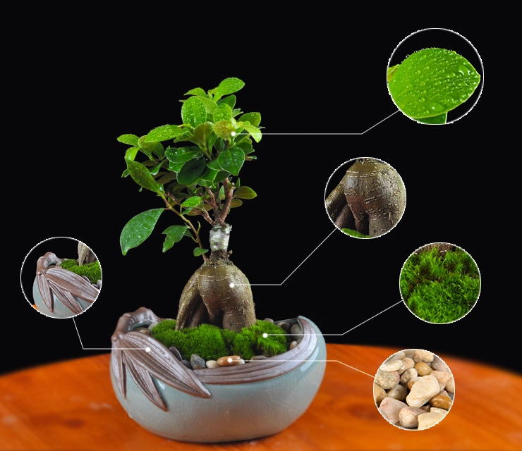 人參榕盆景植物，禪意綠植四季常青盆栽盆景