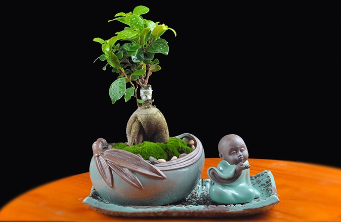 人參榕盆景植物，禪意綠植四季常青盆栽盆景