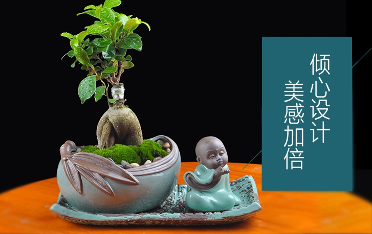 人參榕盆景植物，禪意綠植四季常青盆栽盆景