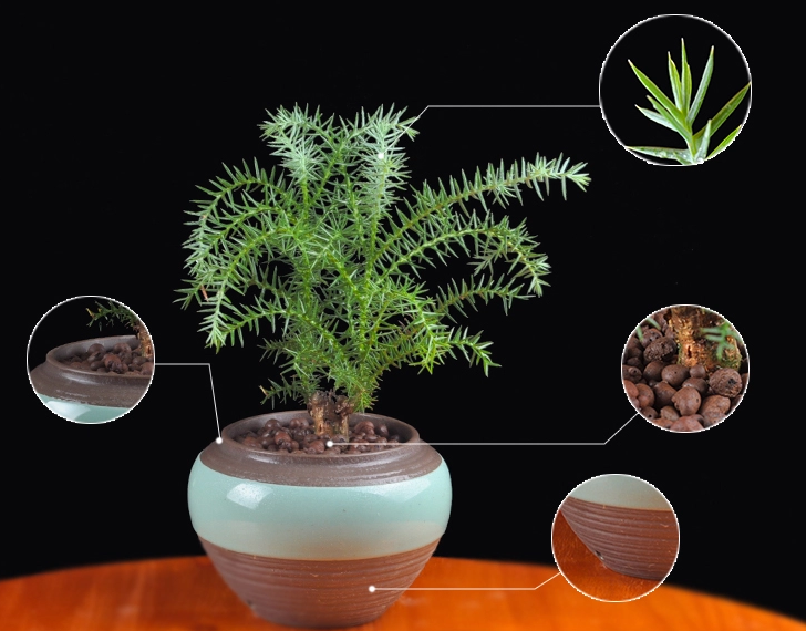 澳洲杉綠植組合盆景，四季常青樹禪意盆景