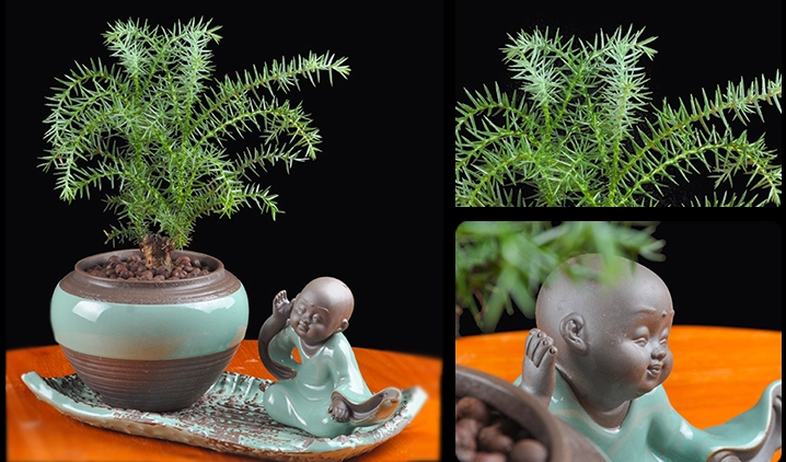 澳洲杉綠植組合盆景，四季常青樹禪意盆景