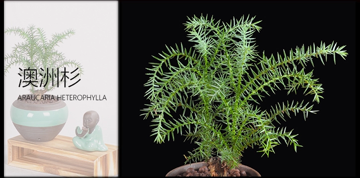 澳洲杉綠植組合盆景，四季常青樹禪意盆景