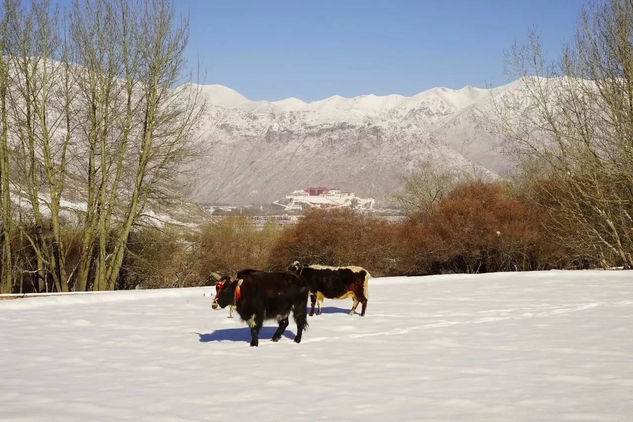 松贊拉薩曲吉林卡，用松贊的方式重走拉薩
