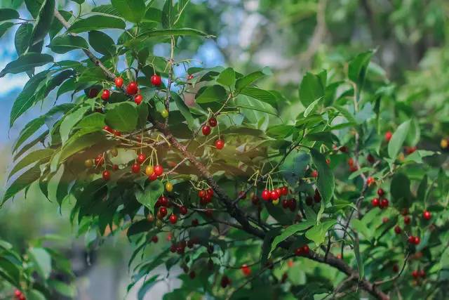 融居·銀箔泉，來(lái)銀箔泉邊喝茶看蒼山洱海