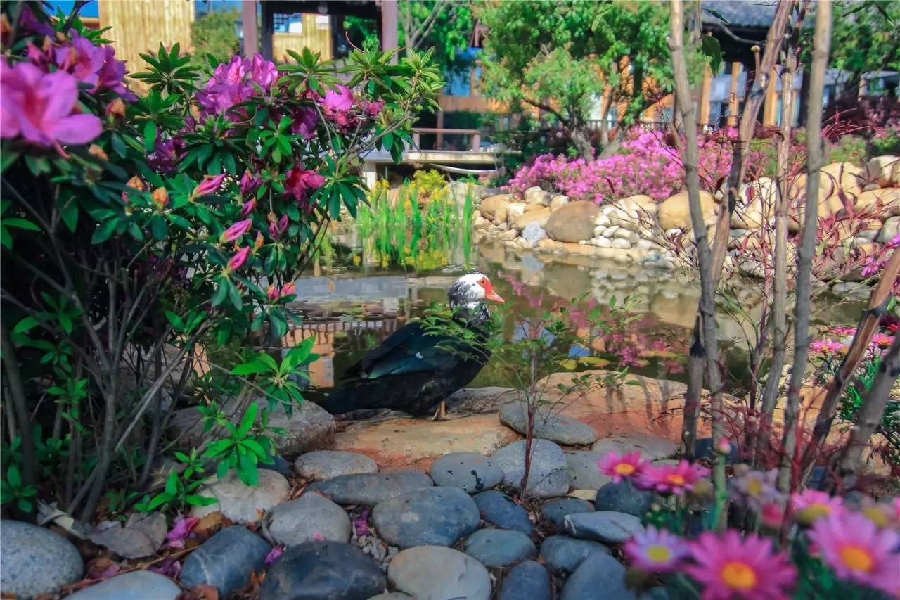 融居·銀箔泉，來銀箔泉邊喝茶看蒼山洱海