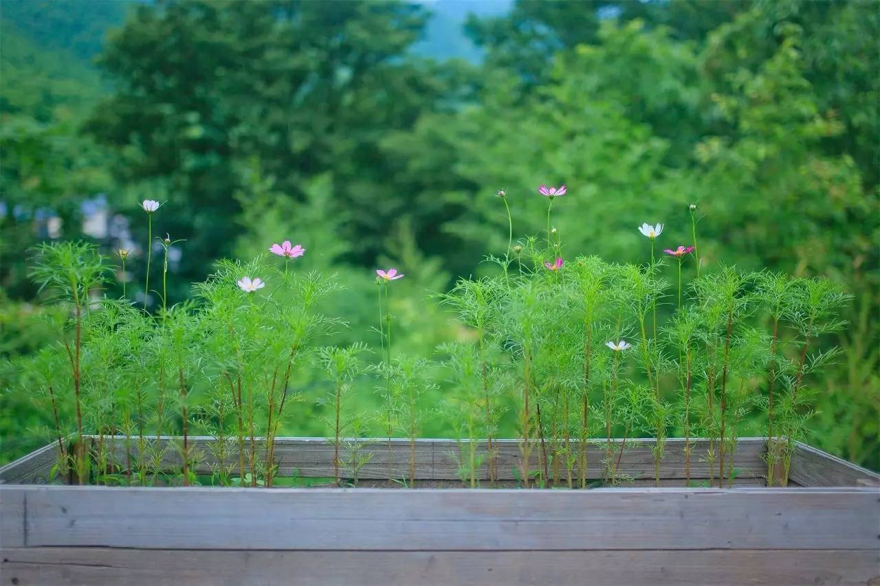 大樂之野·谷舍，擁有一個詩意的世界