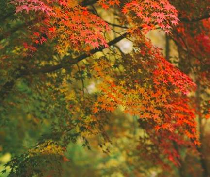 大樂之野·谷舍，擁有一個詩意的世界