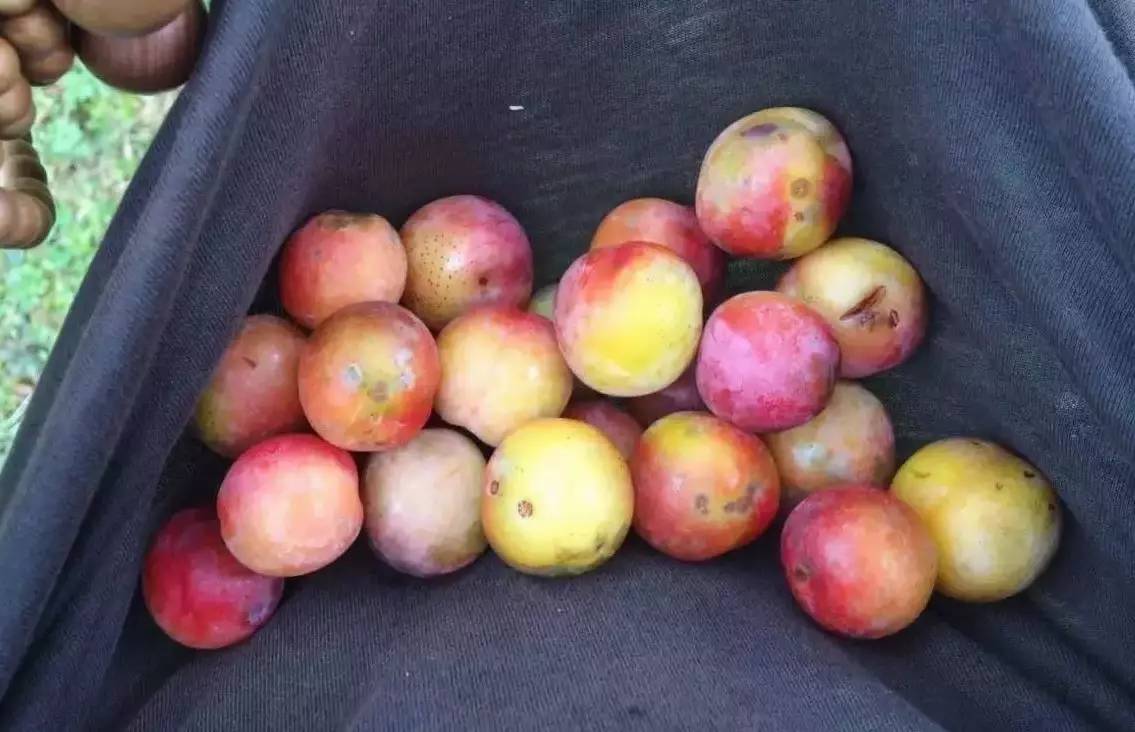 若丁山七號營地，無數(shù)人向往的“星空露營地”