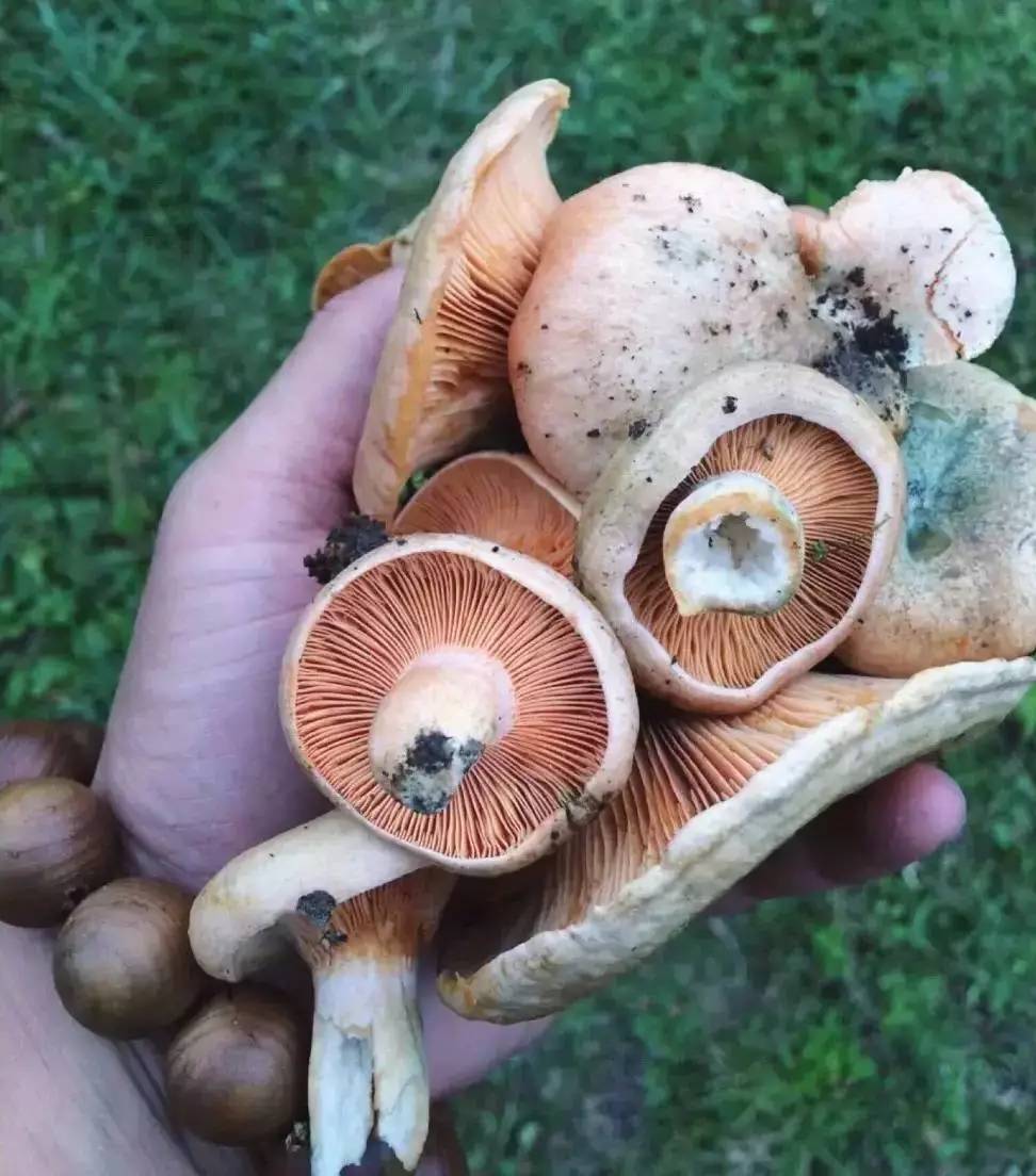 若丁山七號營地，無數(shù)人向往的“星空露營地”