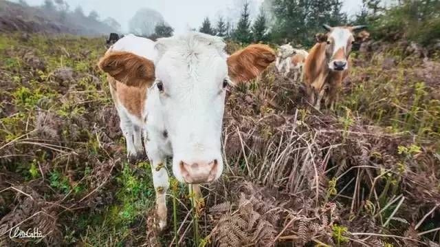若丁山七號營地，無數(shù)人向往的“星空露營地”
