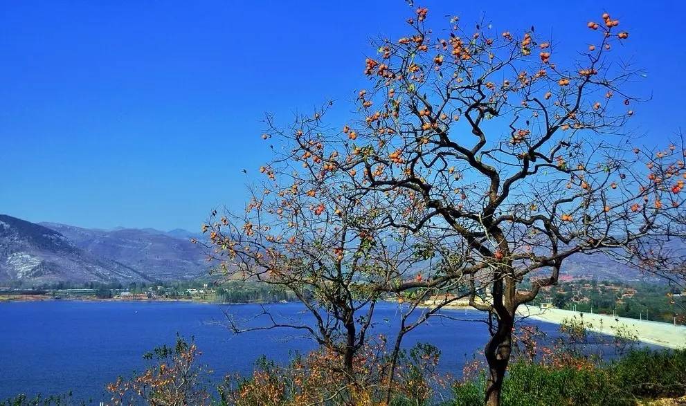 沂蒙山舍，呼吸大自然“臥聽松嘯 伴山而眠”