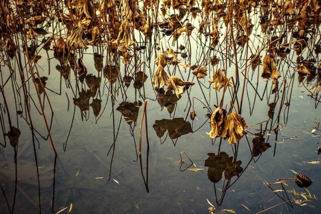 中國人在秋天的九種情調(diào)，唯美古風(fēng)句子
