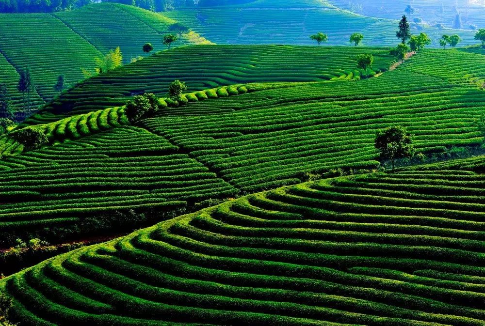 茶隱山房，以茶會友隱逸塵世