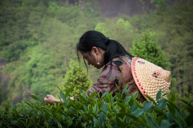 茶隱山房，以茶會友隱逸塵世