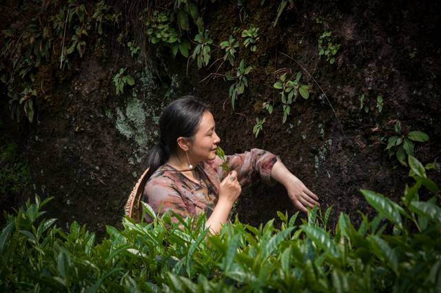 茶隱山房，以茶會友隱逸塵世