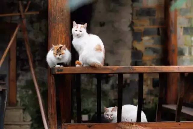 關(guān)麓小筑，修繕一棟百年老宅