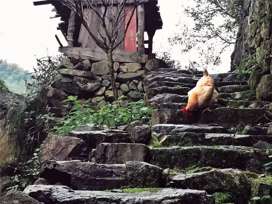 棲霞山居，溪流環(huán)繞在古村落捕魚看霞光