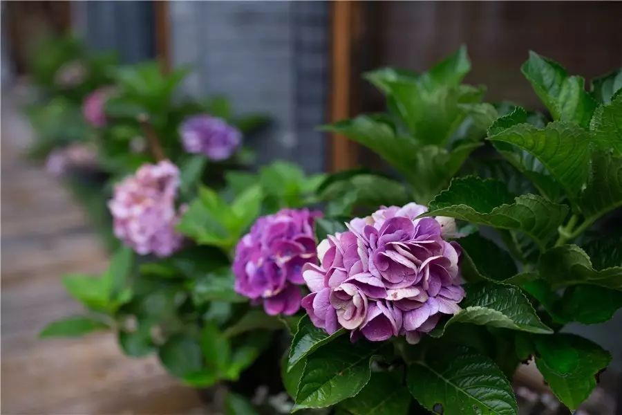 棲霞山居，溪流環(huán)繞在古村落捕魚看霞光