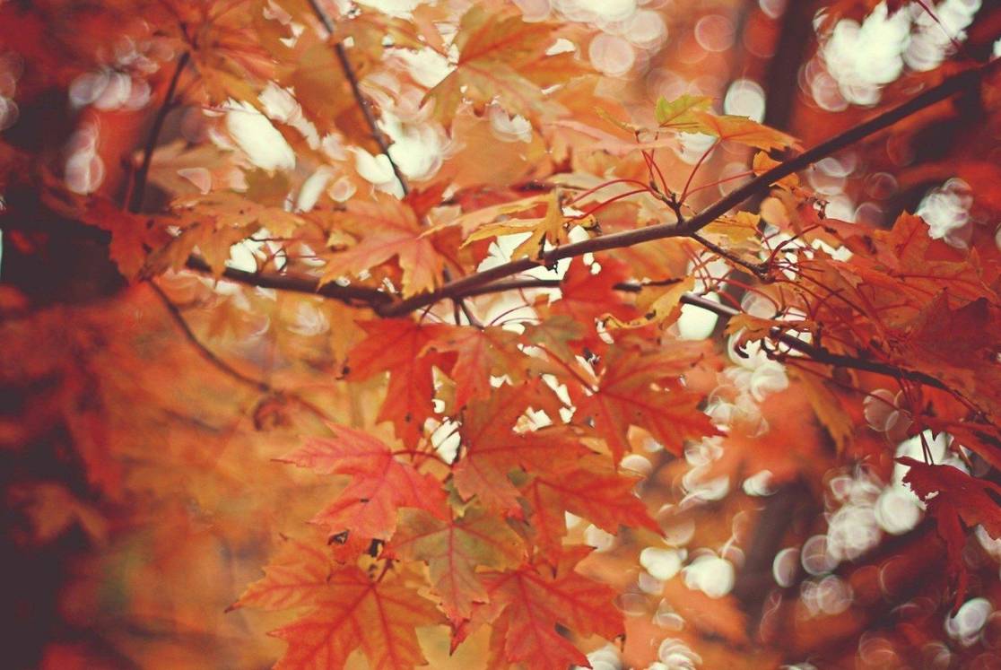 22款與秋相關的唯美句子，唯美古風句子