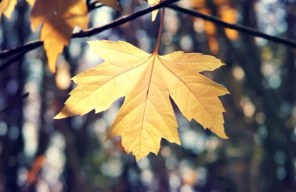 22款與秋相關的唯美句子，唯美古風句子