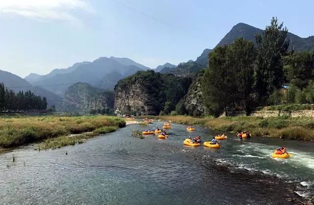 北京懷柔白鳥集，飛翔的白鳥我在等你乘風(fēng)歸來