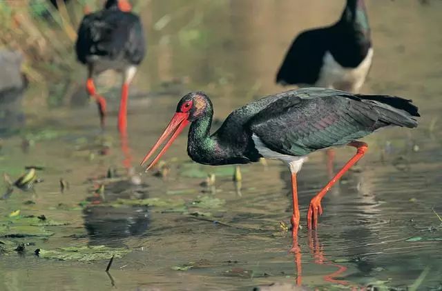 北京懷柔白鳥集，飛翔的白鳥我在等你乘風(fēng)歸來