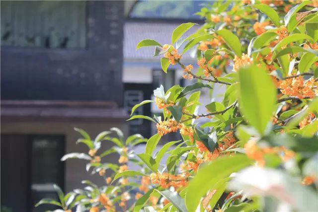 杭州·一色山墅，滿覺隴的月色喝茶散步都是雅事