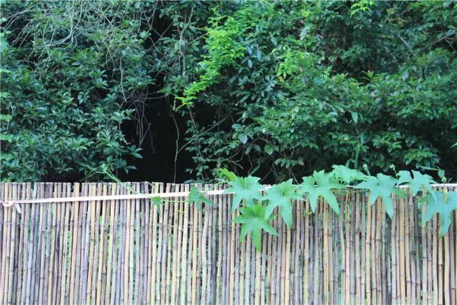 杭州·一色山墅，滿覺隴的月色喝茶散步都是雅事