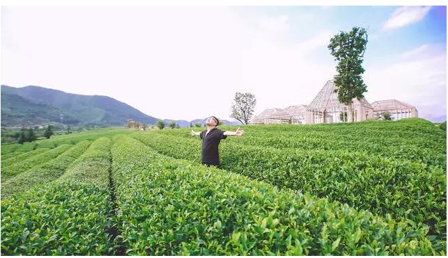 松陽(yáng)·陌領(lǐng)浮光民宿，浮光指路茶香入夢(mèng)