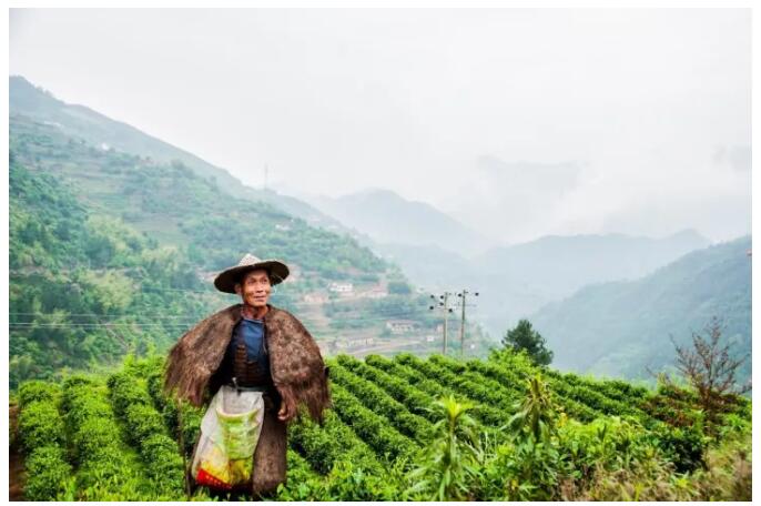 松陽(yáng)·陌領(lǐng)浮光民宿，浮光指路茶香入夢(mèng)