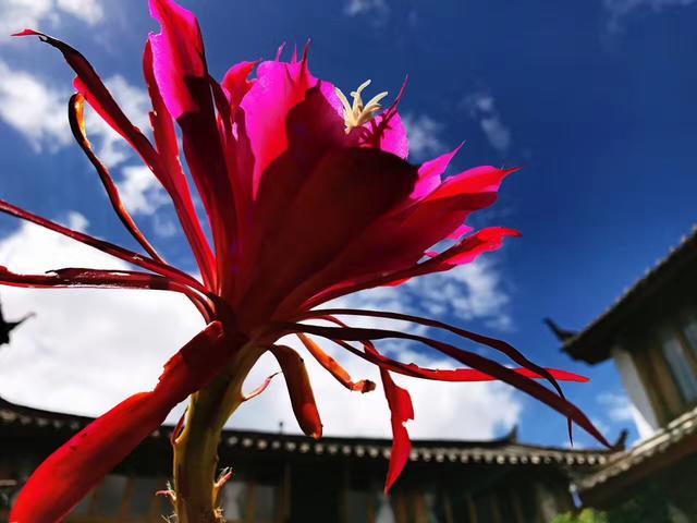 麗江束河無爾，在這里帶著夢想開花棲居